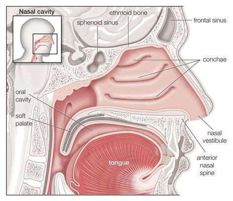 Learn What Your Nasal Turbinates Do for You Nose Diagram, Paranasal Sinuses, Human Respiratory System, Sinus Cavities, Parts Of The Nose, Anatomy Images, Nasal Septum, Soft Palate, Nasal Cavity