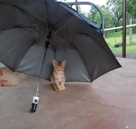 Cat With Umbrella, Cat Umbrella, Cute Cat, Umbrella, Quick Saves