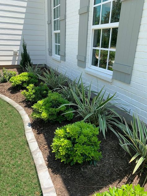 Plants For Front Yard Landscaping, Front Porch Bushes, Outdoor Shrubs Front Yards, Garden Ideas Front Of House Entrance, Low Shrubs In Front Of House, Low Profile Landscaping Front Yards, Front Yard Landscaping Small Area, Simple Flower Bed Ideas Front Of House, Easy Front Landscaping