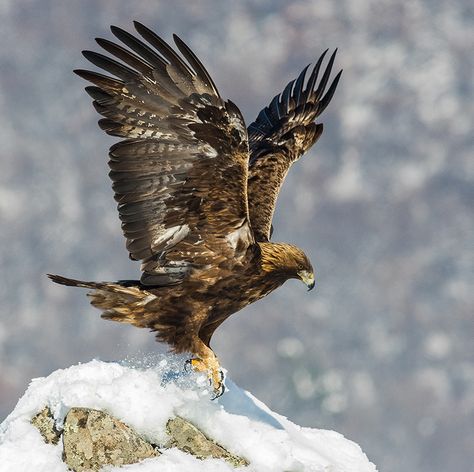 Avec ses deux mètres d’envergure (quand même...), l’aigle Royal est présent dans les différents massifs des Alpes, dont celui du Vercors. Alors pendant nos randonnées, on lève le nez pour tenter de l’apercevoir, tournoyant lentement dans le ciel. On le reconnaît notamment à son plumage brun et doré sur la tête. Royal... C’est le mot. Eagle Photo, Aigle Royal, Buzzard, Nature Spirits, Special Images, An Eagle, Birds Of Prey, Bald Eagle, Eagles