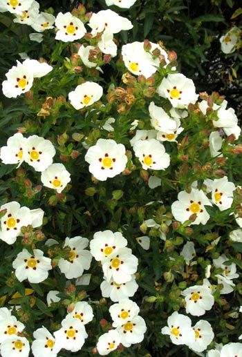 Cistus is another option for the terrace.  It grows from 50cm to 1m and tolerates small amounts of soil.  It would have to go on the sunny side as it probably wouldn't like the garage side. Front Gardens, Rock Rose, Dry Garden, Gravel Garden, Coastal Gardens, Garden Shrubs, Mediterranean Garden, Drought Tolerant Plants, Flowering Shrubs