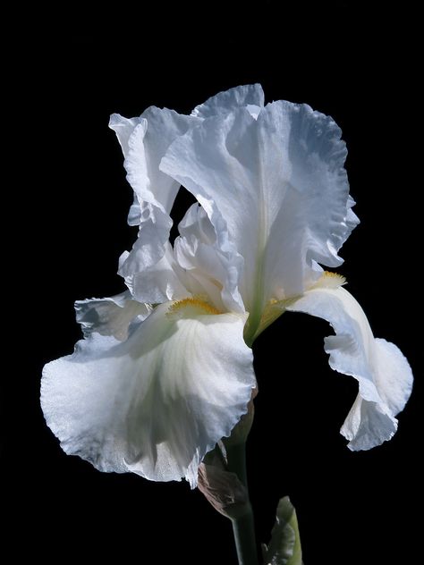 Haute-Bartiris Iris Fleur - Photo gratuite sur Pixabay White Iris, Bearded Iris, Floral Photography, Iris Flowers, Little Garden, Irises, Natural Forms, Bw Photo, Flower Illustration