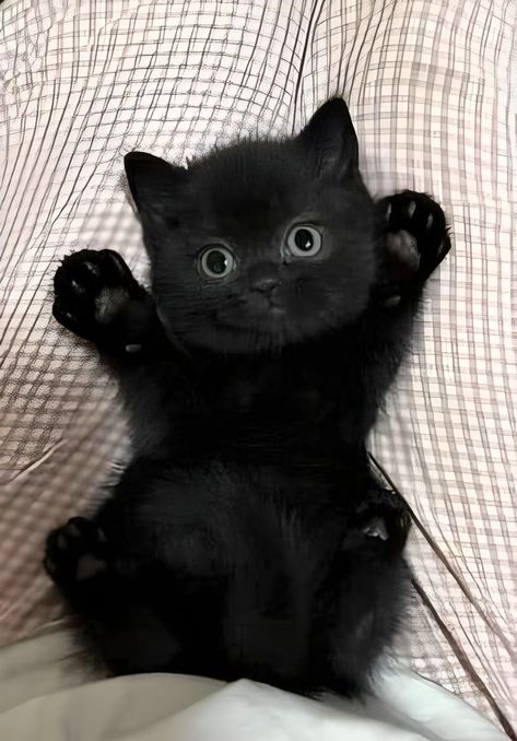 From Meow Madness Marauders Animagus, Cat Memes Hilarious, Memes Hilarious Laughing, Cat Type, Black Cat Pictures, Funny Cat Names, Cute Little Kittens, Cute Cats Photos, Memes Hilarious