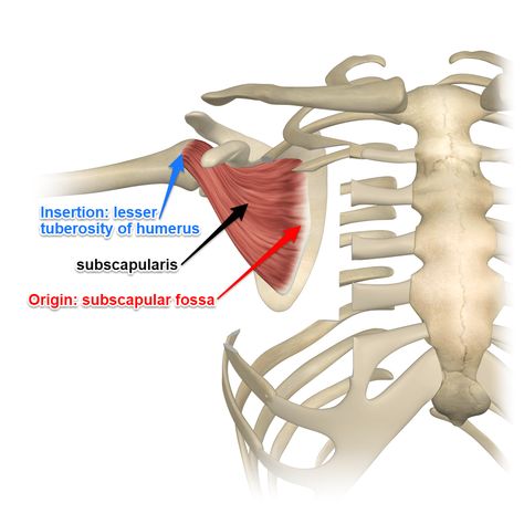 The Subscapularis Muscle Subscapularis Muscle, General Anatomy, Shoulder Anatomy, Muscle Tear, Neck And Shoulder Exercises, Anatomy Images, Shoulder Impingement, Muscle Knots, Basic Anatomy And Physiology