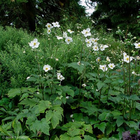 Anemone 'Honorine Jobert' Anemone Japonica Honorine Jobert, Anemone Japonica, Entry Garden, Holmes Chapel, Anemone, Brighton, Herbs, Plants, White