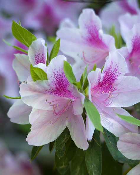 Azaleas Bring this beautiful flowering shrub into your home to combat formaldehyde from sources such as plywood or foam insulation. Because azaleas do best in cool areas around 60 to 65 degrees, they’re a good option for improving indoor air in your basement if you can find a bright spot. Azalea Flower, Painting The Roses Red, Wonderful Flowers, Home Vegetable Garden, Foam Insulation, Flowering Shrubs, Flowering Trees, Indoor Air, Flower Images