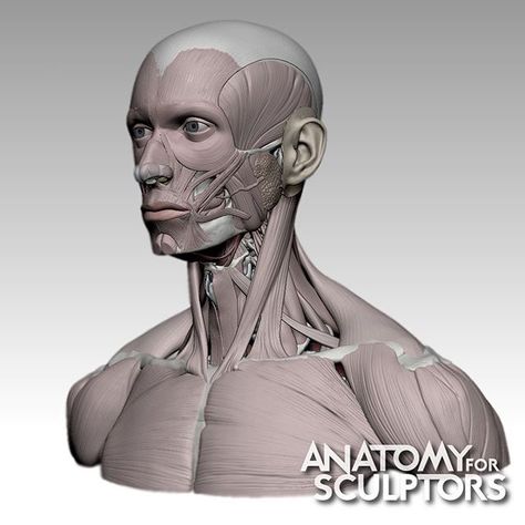 Neck Muscle Anatomy, Human Body Proportions, Anatomy For Sculptors, Type Anatomy, Human Muscle Anatomy, Neck Drawing, Muscles Of The Face, Head Anatomy, Facial Anatomy