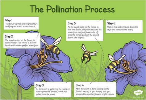 What is Pollination? - Twinkl Teaching Wiki Pollination Anchor Chart, Fruit Tree Pollination Chart, Pollination Craft, Pollination Worksheet, Pollination Activity, Flower Life Cycle, Plant Reproduction, Sensory Classroom, Attendance Sheet