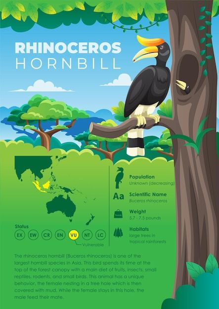 Animal Information Poster, Birds Infographics, Animal Infographic Design, Zoo Infographic, Bird Infographic, Animal Poster Design, Nature Infographic, Rhinoceros Hornbill, Informative Poster