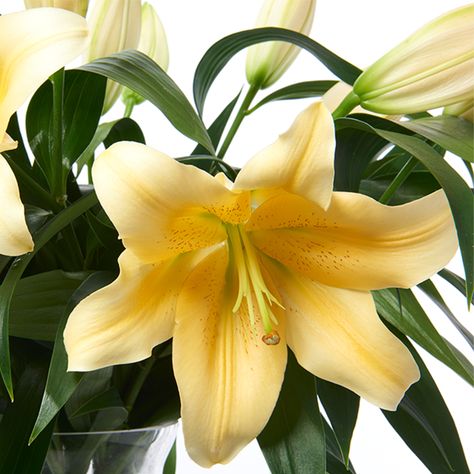 Yellow Lilies represent thankfulness and desire for enjoyment making them a perfect casual gift for good friends. Available in 10 stem bunch as shown. Yellow Lily Aesthetic, Yellow Lilies, Flower Icon, Yellow Things, Symbol Of Love, Nothing But Flowers, Favorite Flower, Flower Care, Flower Therapy