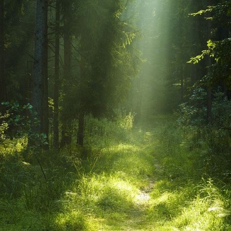 Faerie Aesthetic, Nature Aesthetic, Green Grass, In The Forest, Green Aesthetic, Mother Earth, Pretty Pictures, The Forest, Beautiful World