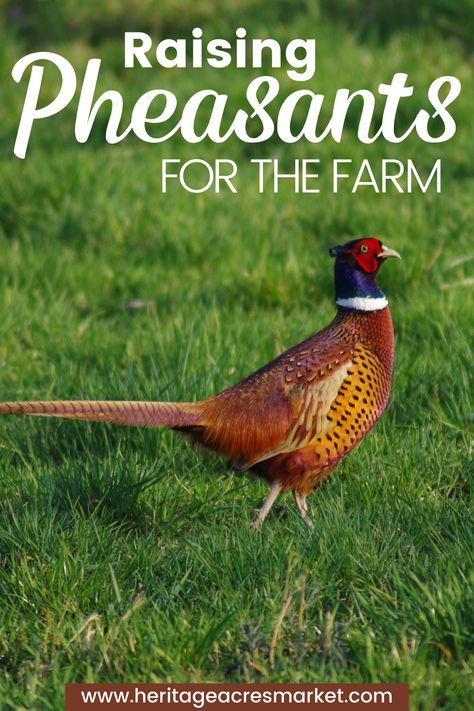 Pheasant Run Ideas, Pheasant Coop Ideas, Farm Diy Projects, Pheasant Coop, Sustainable Farming Homesteads, Keeping Quail, Raising Pheasants, Pheasant Farm, Pheasant Eggs