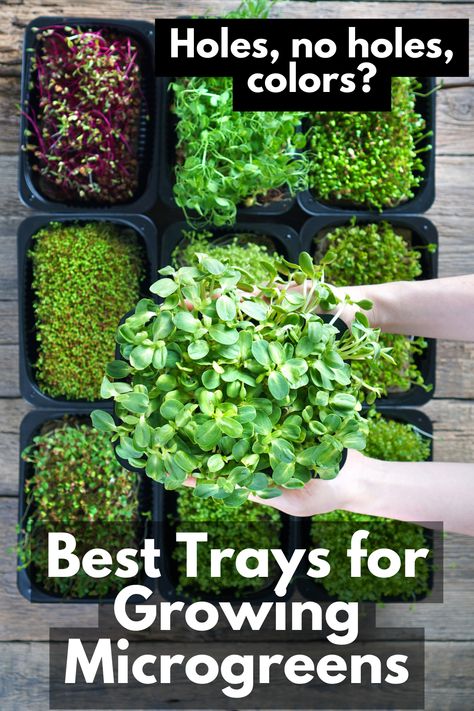 Micro Green Seeds, Microgreens For Beginners, Microgreen Container Ideas, Indoor Microgreens Garden, Grow Microgreens Indoors, Diy Microgreens Tray, Micro Greens Growing Indoors, Growing Microgreens Indoors, Microgreens Recipe Ideas