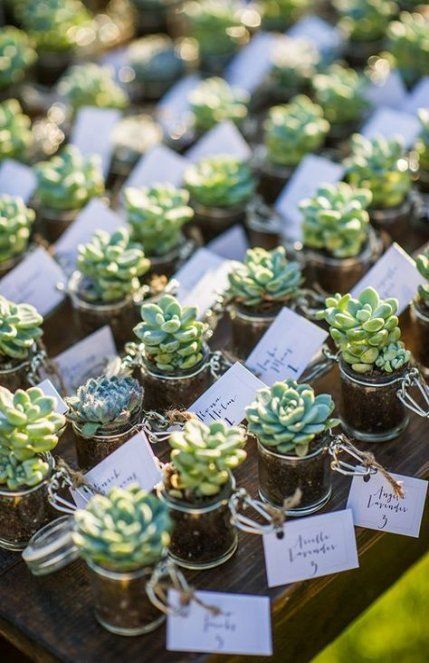 Celebrate your best day with succulents! The new trend is succulent wedding favors #wedding #succulent #giftideas #weddingfavors Tanaman Sukulen, Kaktus Dan Sukulen, Summer Wedding Favors, Trendy Wedding Favors, Summer Wedding Diy, Succulent Wedding Favors, Succulent Favors, Tafel Decor, نباتات منزلية