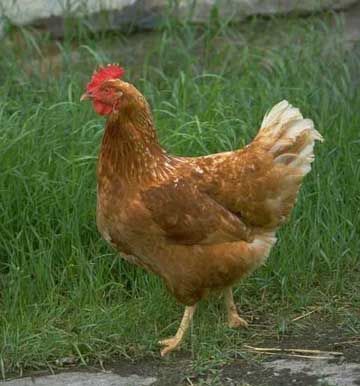 Red Star Hen - Great starter chicken. Best Chicken Stew, Pick Up Lines Cheesy, Free Range Chickens, Backyard Chickens, Chicken Stew, Chicken Livers, Farms Living, Chicken Farm, Pet Chickens