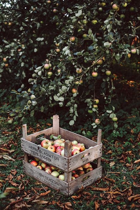 Apple Galette, Apple Recipe, Apple Harvest, Autumn Cozy, Apple Tree, Autumn Aesthetic, Autumn Garden, Fall Flowers, Autumn Inspiration