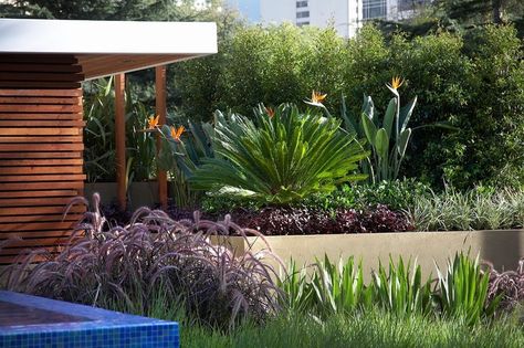 Lush and layered. Contemporary Landscape by Dean Herald-Rolling Stone Landscapes Contemporary Landscape Design, Modern Landscape Design, Evergreen Plants, Contemporary Garden, Landscape Plans, Garden Show, Landscape Materials, Different Plants, Bird Of Paradise