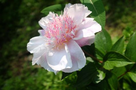 The peony Do Tell. Modern varieties have been bred as "shorter, stronger plants that are more weather-resistant," said Roy Klehm, a fourth-generation grower and breeder of peonies. Article from Denver Post Come And Go, Out Of Style, In The Garden, The Garden, Peonies, Weather Resistant, Denver, Plants, Flowers