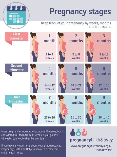 Pregnancy Chart, Pregnancy Timeline, Stages Of Pregnancy, Pregnancy First Trimester, Pregnancy Info, Pregnancy Guide, Baby Life Hacks, Pregnancy Information, Baby Stage