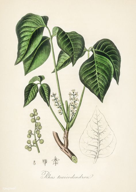 Poison ivy (Rhus toxicodendron) illustration from Medical Botany (1836) by John Stephenson and James Morss Churchill. | free image by rawpixel.com Poison Ivy Plant, Poison Ivy Plants, Nature Sketches, Ivy Flower, Drawing Plants, Vintage Plants, Ivy Plant, Art For House, Tattoos Inspo