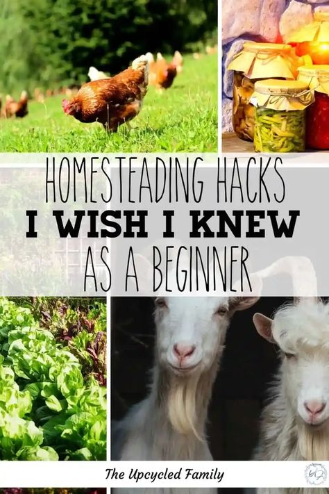 Pioneer Living Homesteads, First Steps To Homesteading, 2acre Homestead, How To Homestead In The City, Homestead Layout 20 Acres, How To Start A Small Farm, Homestead Kitchen Ideas, Starting A Farm Homesteading, Homestead Skills To Learn