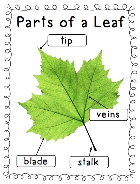 Leaf Science Kindergarten, Leaves Math Activities Preschool, Leaves And Trees Lesson Plans, Pre K Tree Study, Parts Of A Leaf Preschool, Leaf Games For Kids, Leaf Investigation Kindergarten, Preschool Leaf Theme, Parts Of A Leaf Free Printable