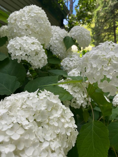 White Hydrangeas Aesthetic, White Hydrangea Aesthetic, Hydrangeas Aesthetic, Green And White Hydrangea, Hydrangea Aesthetic, White Hydrangea Bouquet, Hydrangea White, Flowers Hydrangea, Hydrangea Arborescens