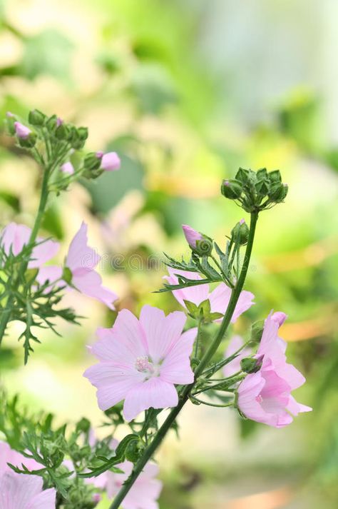 Pink Malva Moschata (Musk Mallow) Flowers on Flower Bed. Delicate pink malva mos , #Sponsored, #Flower, #Flowers, #Bed, #pink, #Delicate #ad Musk Mallow Flower, Malva Flower Tattoo, Malva Flower, Malva Moschata, Musk Mallow, Banana Breakfast Smoothie, Pink Perennials, Mallow Flower, Garden Tattoos