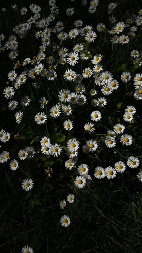 Nature Photography Flowers, Forest Engagement, Daisy Wallpaper, Vintage Flowers Wallpaper, Wallpaper Disney, Flower Iphone Wallpaper, Nothing But Flowers, Anime Artwork Wallpaper, Spring Aesthetic