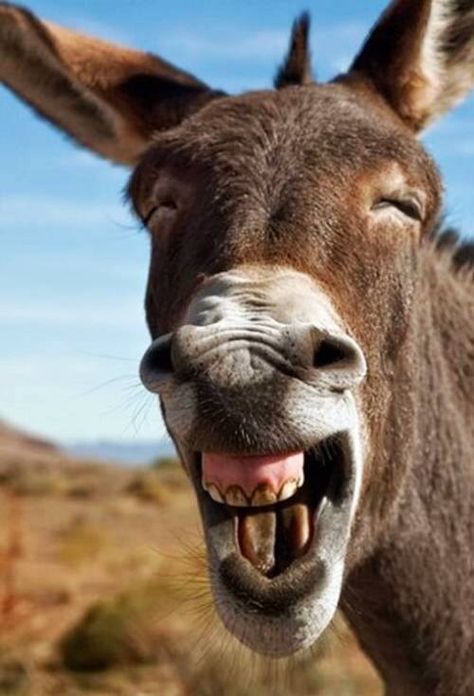 Donkey smiling Truk Besar, Laughing Animals, Funny Animal Images, Cute Donkey, Happy Friday Quotes, Friday Quotes Funny, Slaap Lekker, A Donkey, Happy Animals