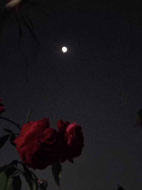 Moon, Rose, dark aesthetic One Red Rose Aesthetic, Rose Flower Aesthetic Dark, Withered Rose Aesthetic, Dark Roses Aesthetic, Roses Dark Aesthetic, Rose Petals Aesthetic, Rose Aesthetic Dark, Dark Rose Wallpaper, Rosé Core Aesthetic