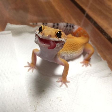 Leopard Gecko Cute, Funny Lizards, Cute Gecko, Pet Lizards, Cute Lizard, Cute Small Animals, Cute Reptiles, Leopard Gecko, Super Cute Animals