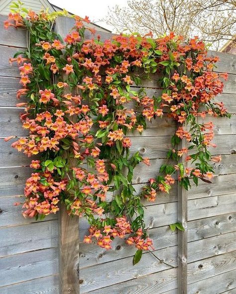 Climbing Flowering Vines, Vine Fence, Indoor Vines, Creepers Plants, Fast Growing Vines, Creeping Vines, Fast Growing Evergreens, Vine Trellis, Evergreen Vines