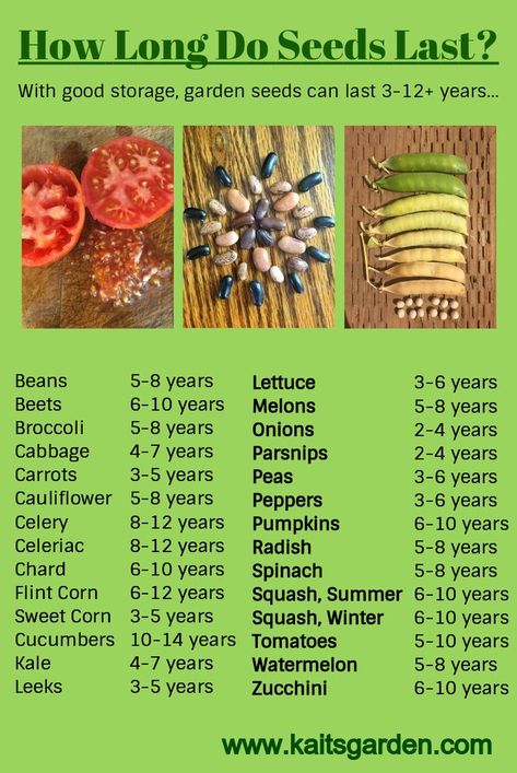 How Long Do Vegetable Seeds Last? With good storage, garden seeds can last 3-12+ years / www.kaitsgarden.com نباتات منزلية, Survival Gardening, Vegetable Seeds, Garden Types, Seed Saving, Veg Garden, Home Vegetable Garden, Food Garden, Veggie Garden