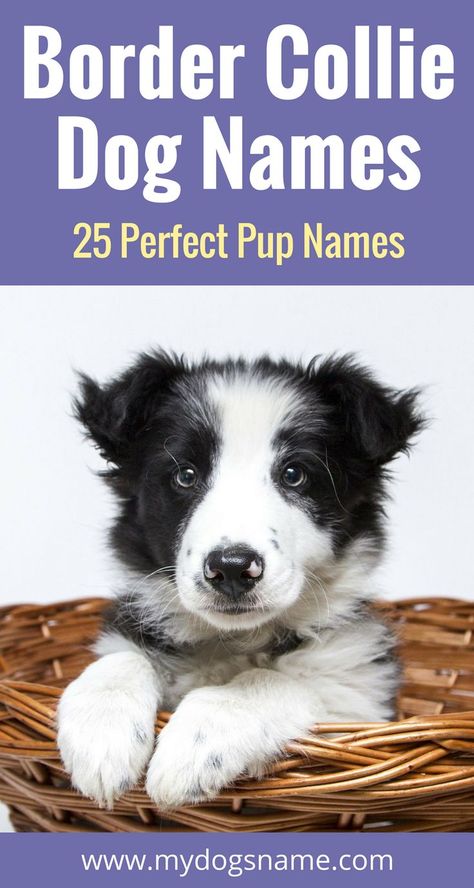 Border Collie Names, Country Dogs, Border Collie Colors, Girl Dog Names, Names Girl, Herding Dogs, Border Collie Dog, Puppy Names, Girl Dog