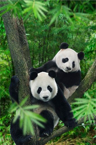 Singapore River Safari! | These images have been supplied to… | Flickr Panda Bears Wallpaper, Funny Panda Pictures, Singapore River, Panda Images, Baby Cubs, Wild Animals Photos, Teddy Bear Wallpaper, Cute Panda Wallpaper, Your Higher Self