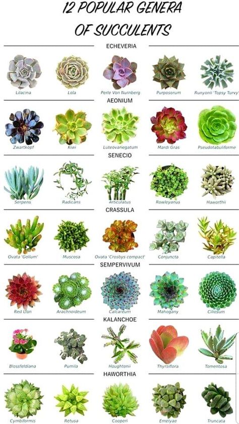 Succulent Identification Chart, Succulent Garden Design Indoor, Types Of Cactus Plants Names, Suculents Pot Ideas, Kinds Of Succulents, Suculent Plants, Cool Succulents, Mini Succulent Garden, Different Types Of Succulents