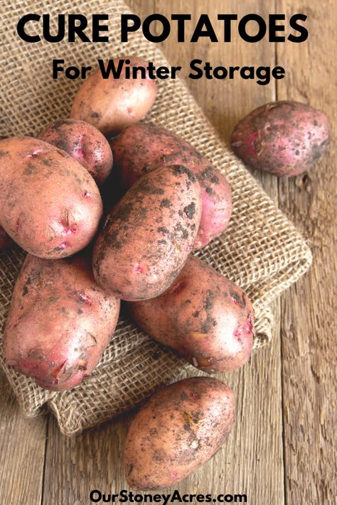 Curing potatoes before winter storage - Our Stoney Acres Storing Food Long Term, Potato Gardening, Potato Storage, Prevent Food Waste, Storing Fruit, Storing Vegetables, How To Store Potatoes, Planting Potatoes, Fruit And Vegetable Storage