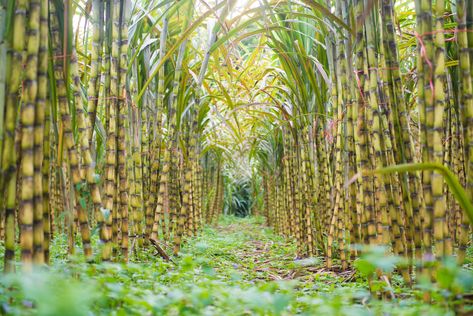 Sugar Cane Plant, Perennial Grasses, Coffee Club, Hardy Plants, Sugar Cane, Grow Your Own Food, Types Of Soil, Mulch, Tropical Plants