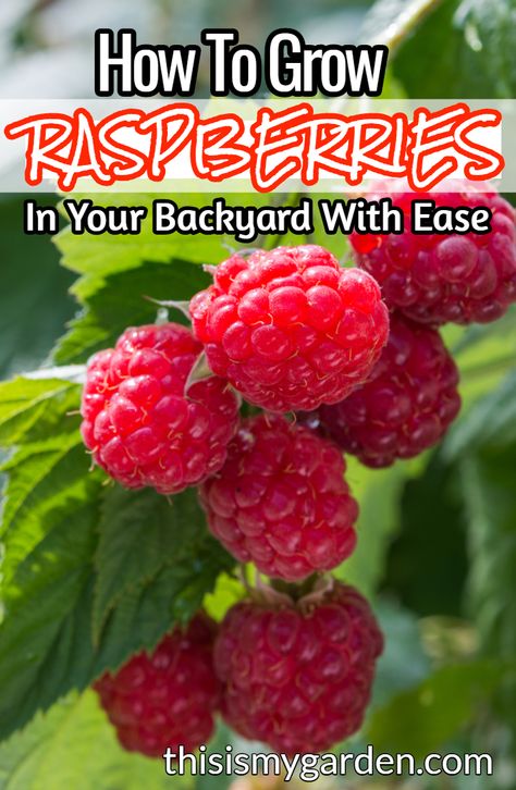 How To Grow Berry Bushes, Raspberry Bed Ideas, How To Plant Berries, How To Grow Raspberries Bushes, Raspberry Bush Care, Grow Raspberries From Fruit, Growing Raspberries Raised Beds, Best Way To Grow Raspberries, Planting Berry Bushes