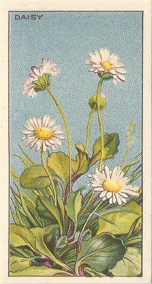 Bellis Perennis Drawing, Daisy Vintage Aesthetic, Daisy Poster Vintage, Flower Painting Daisy, Vintage Daisy Illustration, Vintage Daisy Print, Vintage Daisy Aesthetic Wallpaper, Daisy Flower Aesthetic Vintage, Daisy Botanical Illustration