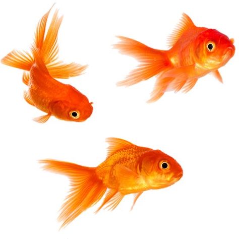 Goldfish Photography, Desain Signage, Png Icons, Arte Inspo, Coral Reef, Digital Sticker, Goldfish, Art Reference Photos, 그림 그리기