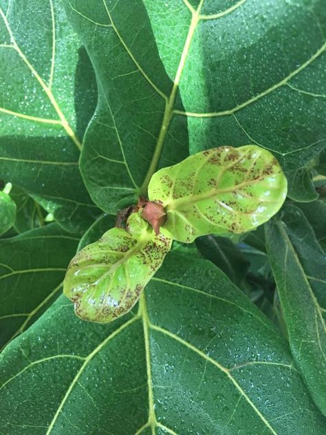 Fig Plant Indoor, Inside House Plants, Fiddle Leaf Fig Care, Pothos Vine, Indoor Tropical Plants, Fiddle Leaf Tree, Snake Plant Care, Grow Herbs, Fig Plant