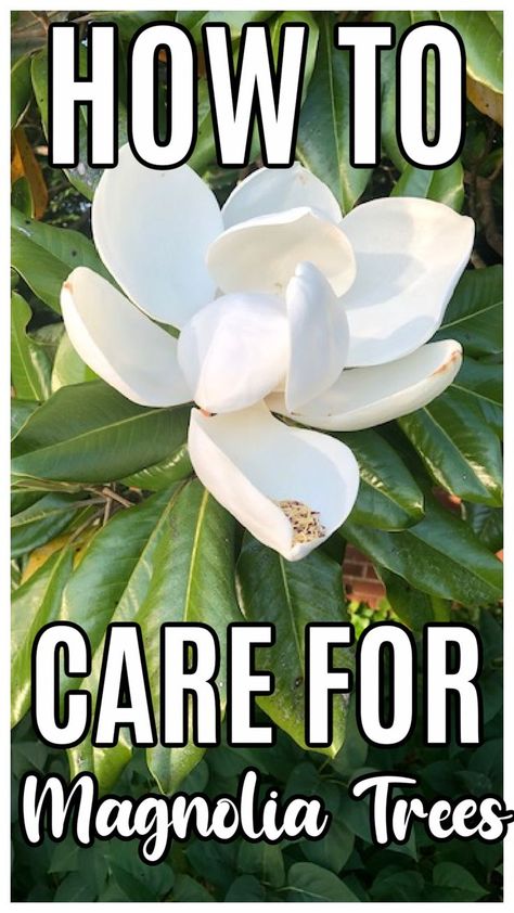 Mini Magnolia Tree, Landscaping Around Magnolia Tree, Felix Magnolia Tree, Magnolia Bush Shrubs, Types Of Magnolia Trees, Magnolia Landscaping Ideas, Magnolia Tree Care Tips, Southern Magnolia Tree Landscaping, Magnolia Garden Ideas