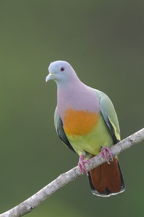 Pink-necked Green Pigeon at Jelutong Tower. Photo credit: Francis Yap Pink Necked Green Pigeon, Pink Pigeon, Green Pigeon, Cute Pigeon, Pigeon Breeds, Dove Pigeon, World Birds, Animale Rare, Exotic Birds