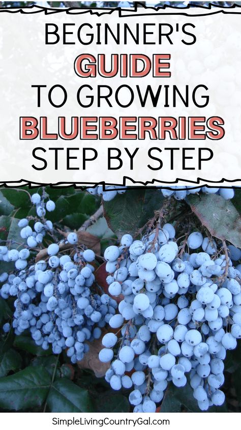 How To Grow A Blueberry Bush, How To Plant Blueberry Bushes, Blueberry Seeds Growing, How To Grow Blueberry Bushes, How To Grow Blueberries From Seed, Blueberry Plants How To Grow, Blueberry Bushes Growing, How To Grow Blueberries, Blueberry Bushes Landscape