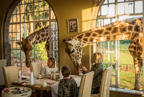 The 20 Best Places To Travel In 2021: Where To Go Next Giraffe Manor Hotel, Giraffe Hotel, Giraffe Manor, Ice Hotel, Responsible Tourism, Luxury Safari, Unique Hotels, Easy Rider, African Safari