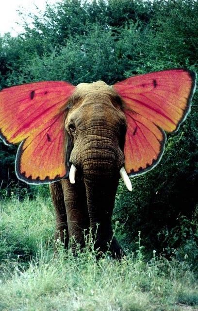 Konst Designs, Elephant Love, An Elephant, A Butterfly, Animal Kingdom, Collage Art, Animals Wild, Surrealism, Art Inspo