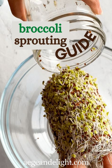 A complete guide for growing broccoli sprouts with tips for getting the MOST sulforaphane from your seeds! You'll also find out why broccoli sprouts are one of the most nutritious, healthiest foods we can imagine. #broccolisprouts #sulforaphane #healthyeating How To Eat Broccoli, Broccoli Sprouts Benefits, Vegan Recipes Broccoli, Growing Broccoli, Growing Sprouts, How To Make Broccoli, Healthiest Foods, Broccoli Seeds, Broccoli Sprouts