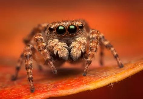 Insect Reference, Arachnids Spiders, Spider Species, Spider Drawing, Jumping Spiders, Pet Spider, Cute Jumpers, Spider Tattoo, Jumping Spider